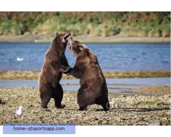 SC豹队凭借单场进球力克卡里奥班高鲨鱼取得重要胜利